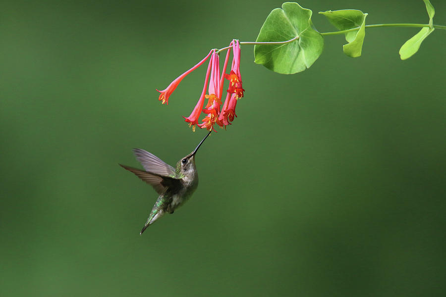 Ruby Throated Hummingbird Feeding on Honeysuckle Flowers Photograph by ...