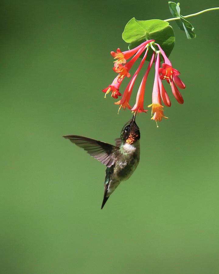 Ruby Throated Hummingbird Feeding on Honeysuckle Photograph by Sue Feldberg