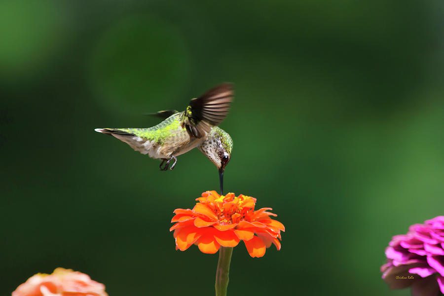 Ruby Throated Hummingbird Feeding On Orange Zinnia Flower Photograph by Christina Rollo