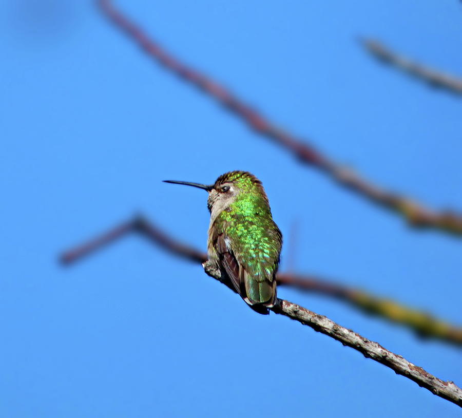 Ruby-throated Hummingbird Female Perching Photograph by Lyuba Filatova