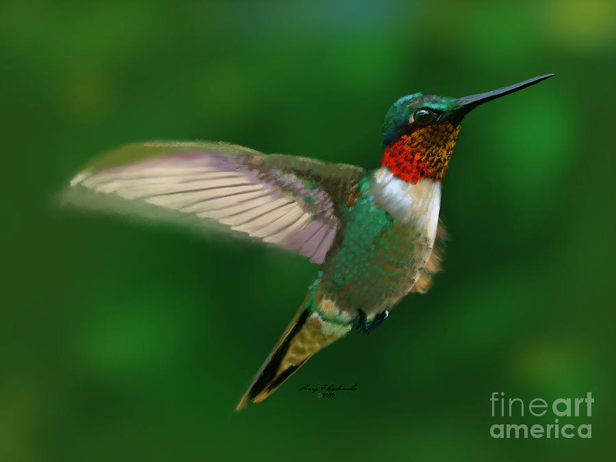 Ruby Throated Hummingbird Digital Art
