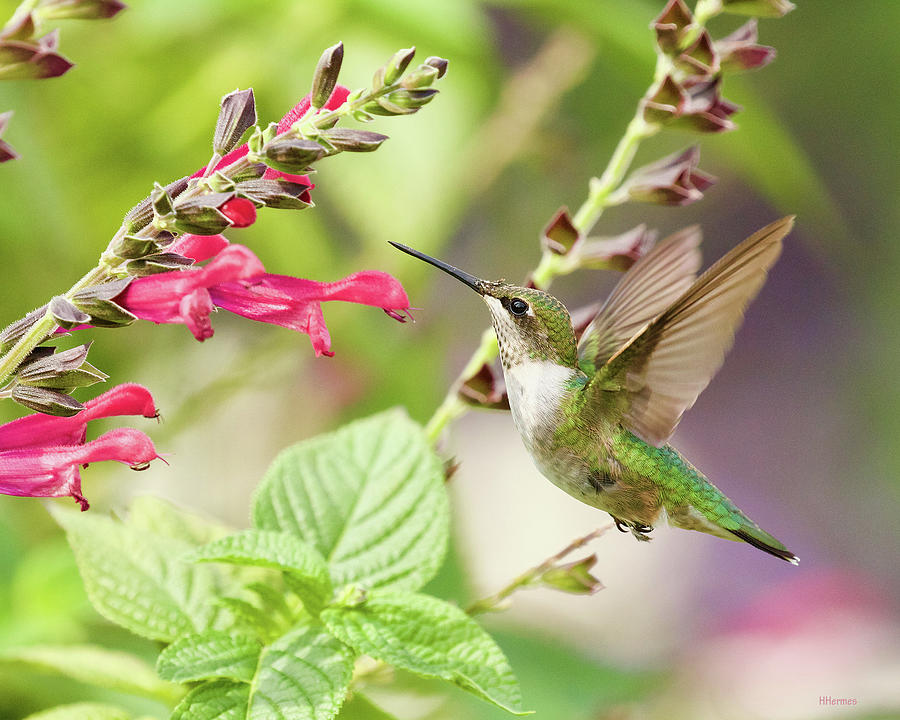 Ruby Throated Hummingbird Gathering Nectar Photograph by Hermes Fine Art
