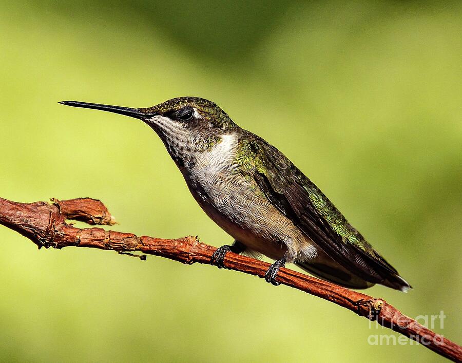 Juvenile Ruby-throated Hummingbird Giving Half A Wink Photograph