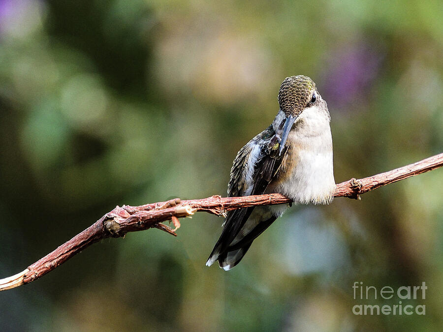 Ruby-throated Hummingbird Has An Itch Photograph