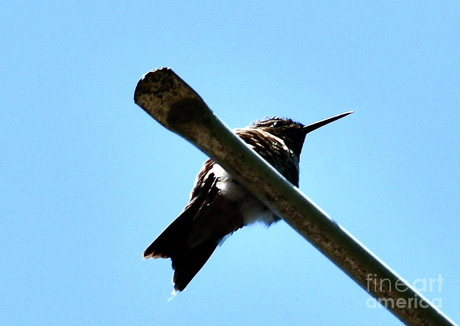 Ruby Throated Hummingbird Photograph by Hella Buchheim