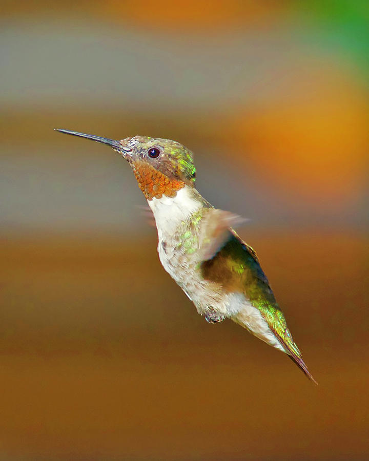 Ruby Throated Hummingbird in Flight Photograph by Hermes Fine Art