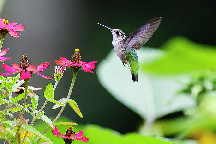 Ruby Throated Hummingbird Photograph by James McClintock