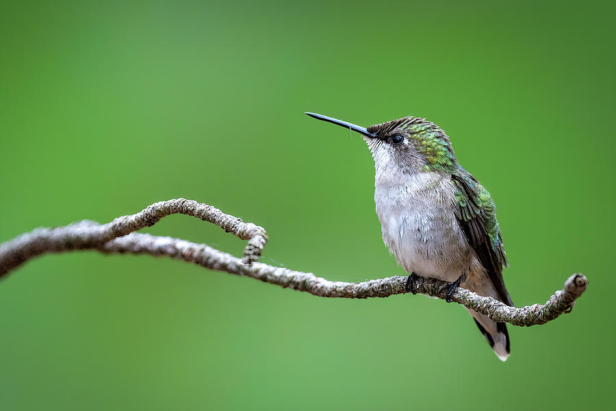Ruby Throated Hummingbird Photograph by James Overesch