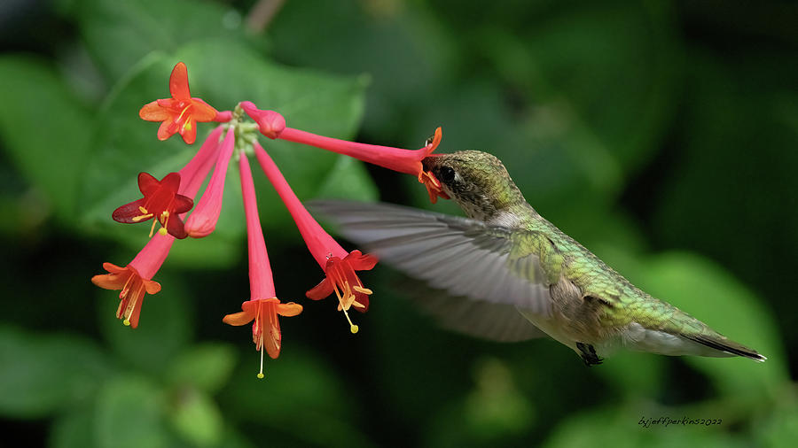 Ruby Throated Hummingbird Photograph by Jeffrey PERKINS