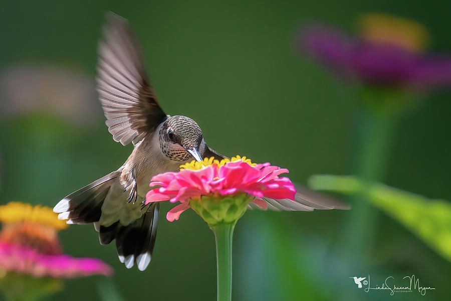 Ruby-throated Hummingbird, juvenile male Photograph by Linda Shannon Morgan