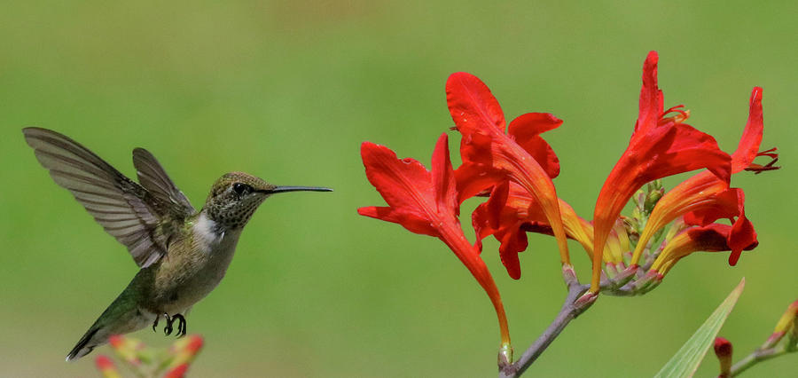 Ruby-throated Hummingbird Photograph By Ken Borders Photography - Fine 