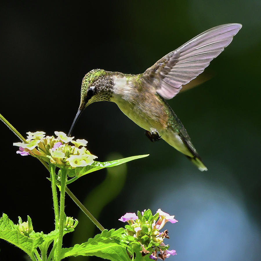 Ruby-throated Hummingbird Photograph by Ken Stampfer