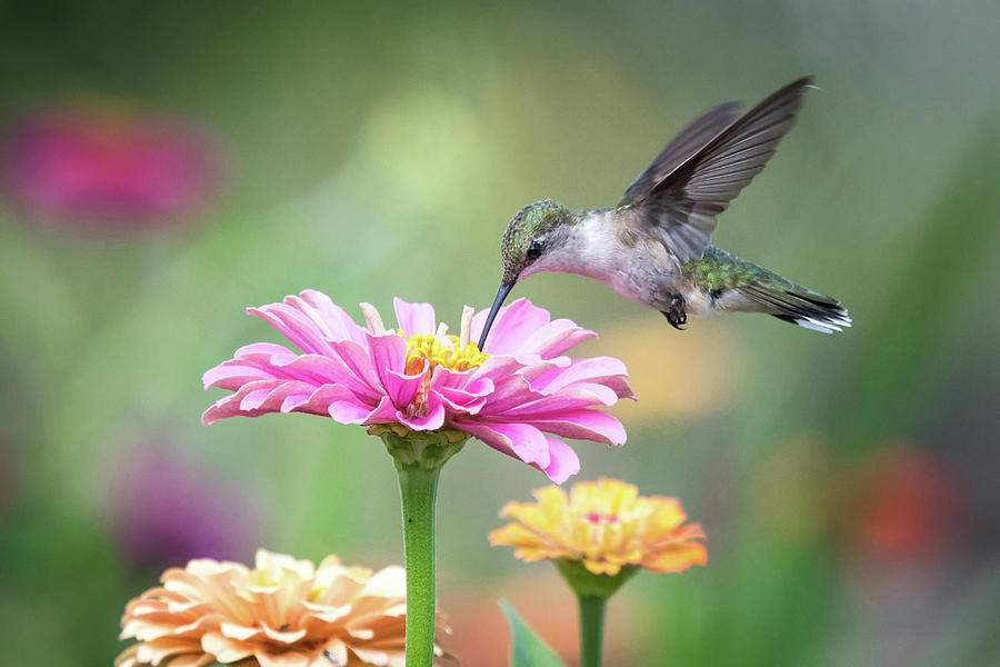 Ruby Throated Hummingbird Photograph by Linda Shannon Morgan