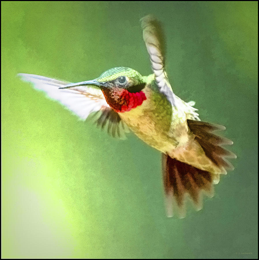 Ruby-throated Hummingbird, Male Photograph by A Macarthur Gurmankin