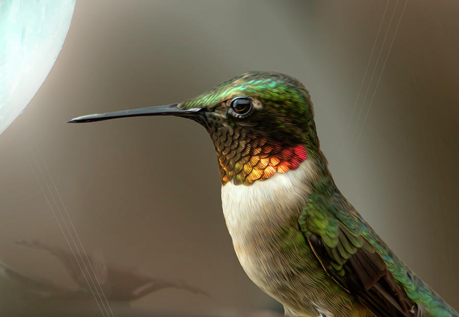 Ruby Throated Hummingbird Male Photograph by Sandra Js