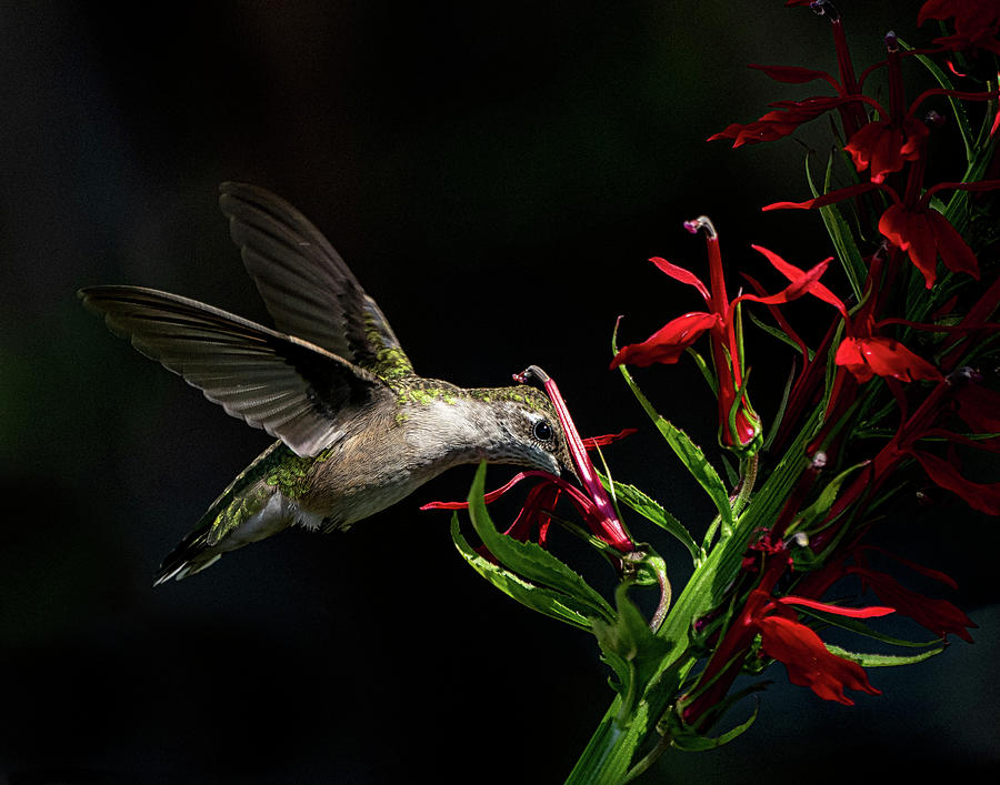 Ruby-Throated Hummingbird Photograph by Mary Catherine Miguez