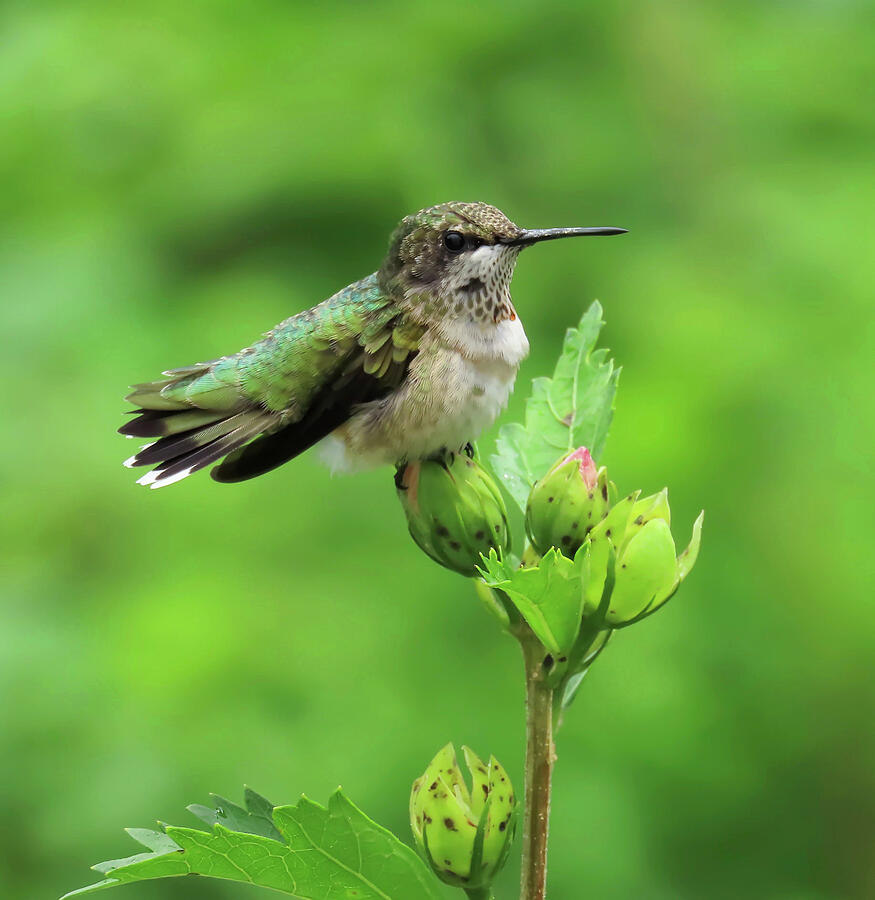 Ruby-Throated Hummingbird On Bud Photograph by Rebecca Grzenda