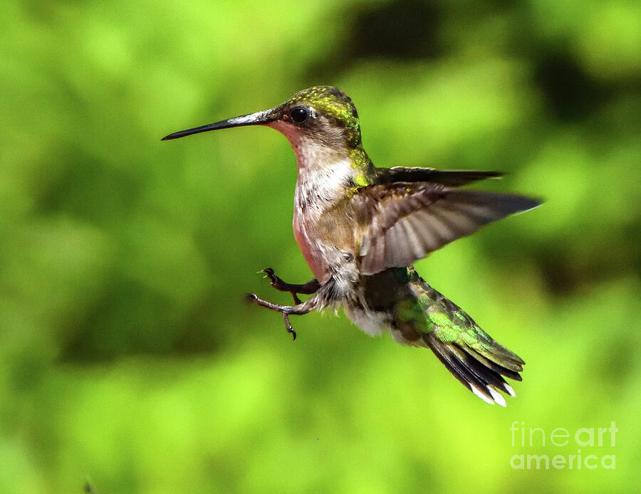 Ruby-throated Hummingbird Putting On Its Brakes Photograph by Cindy Treger