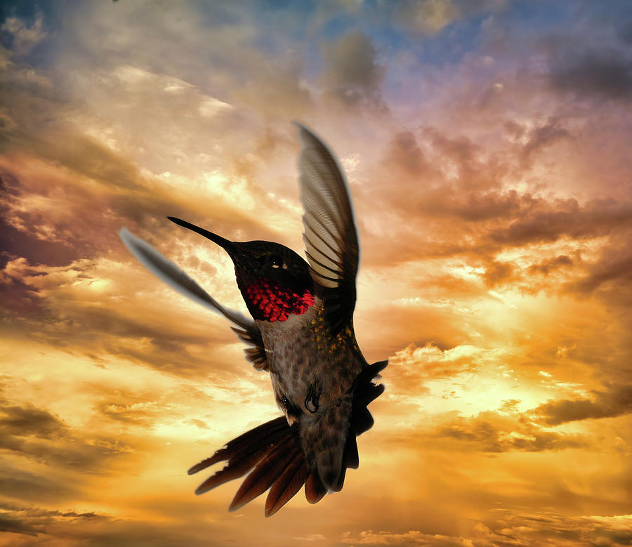 Ruby Throated Hummingbird Photograph by Randall Branham