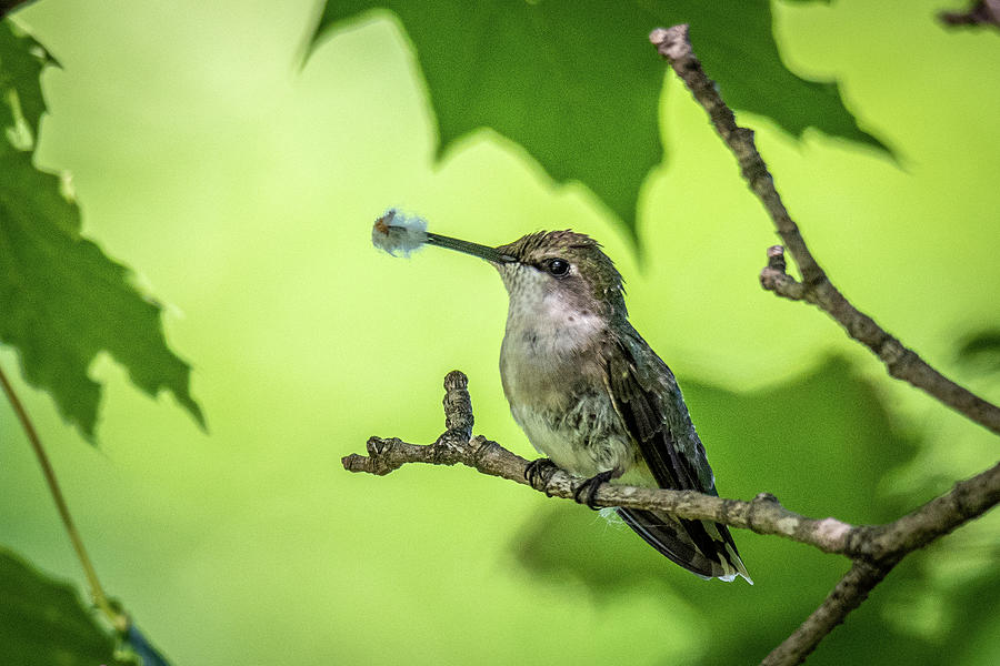 Ruby-throated Hummingbird Photograph by Randy Scherkenbach