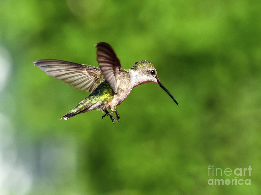 Ruby-throated Hummingbird Ready For Landing Photograph