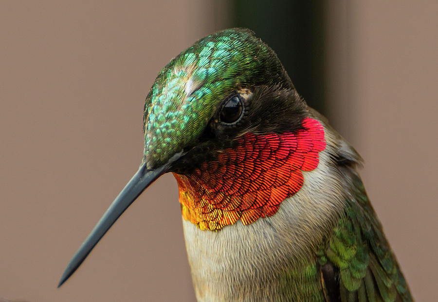 Ruby Throated Hummingbird Photograph by Sandra Js