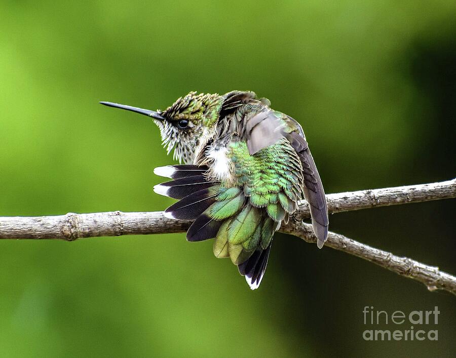 Juvenile Ruby-throated Hummingbird - Shades Of Green Photograph