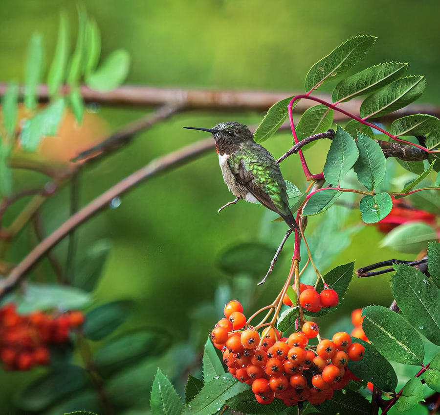 Ruby-throated Hummingbird Photograph