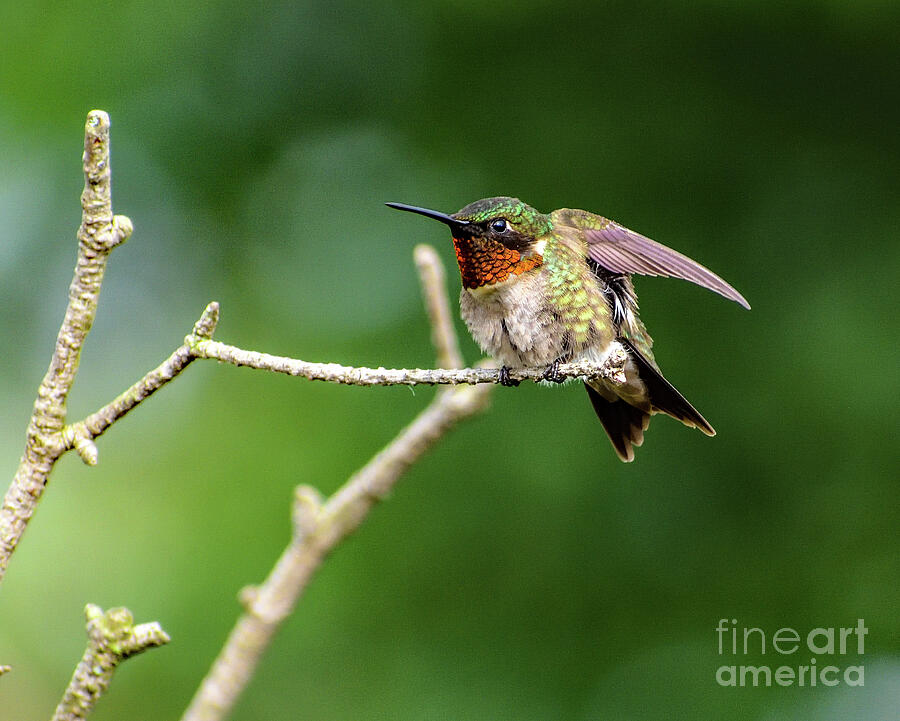 Ruby-throated Hummingbird Showing His Colors Photograph