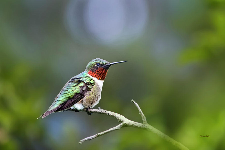 Ruby Throated Hummingbird Spotlight Photograph by Christina Rollo