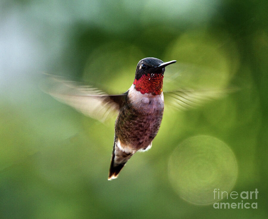 Ruby-throated Hummingbird Still Hanging Around Photograph