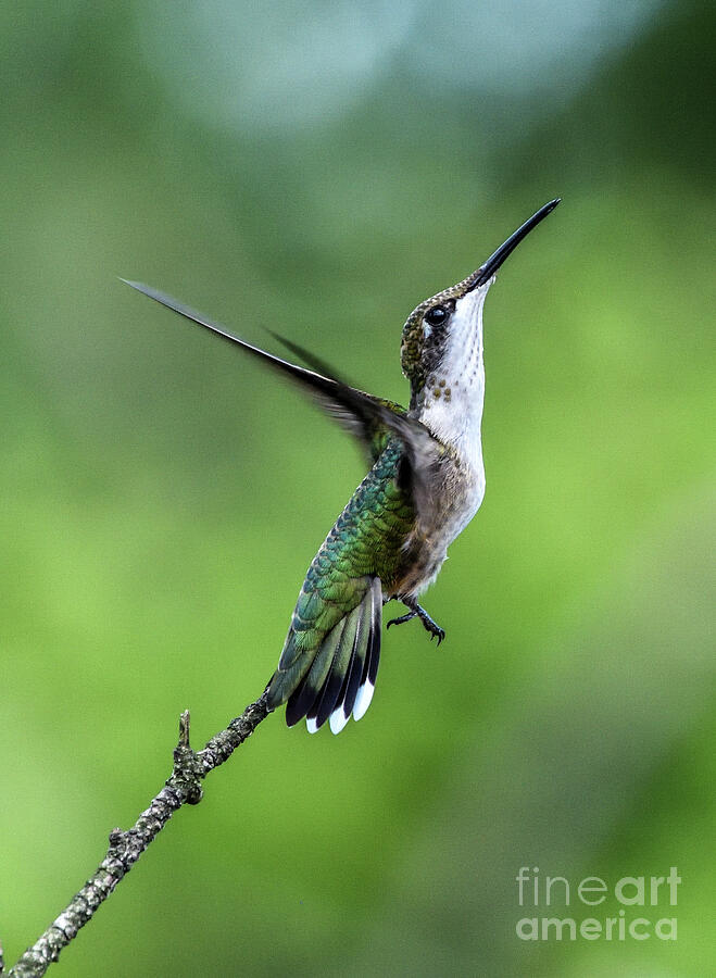 Ruby-throated Hummingbird Taking Flight Photograph