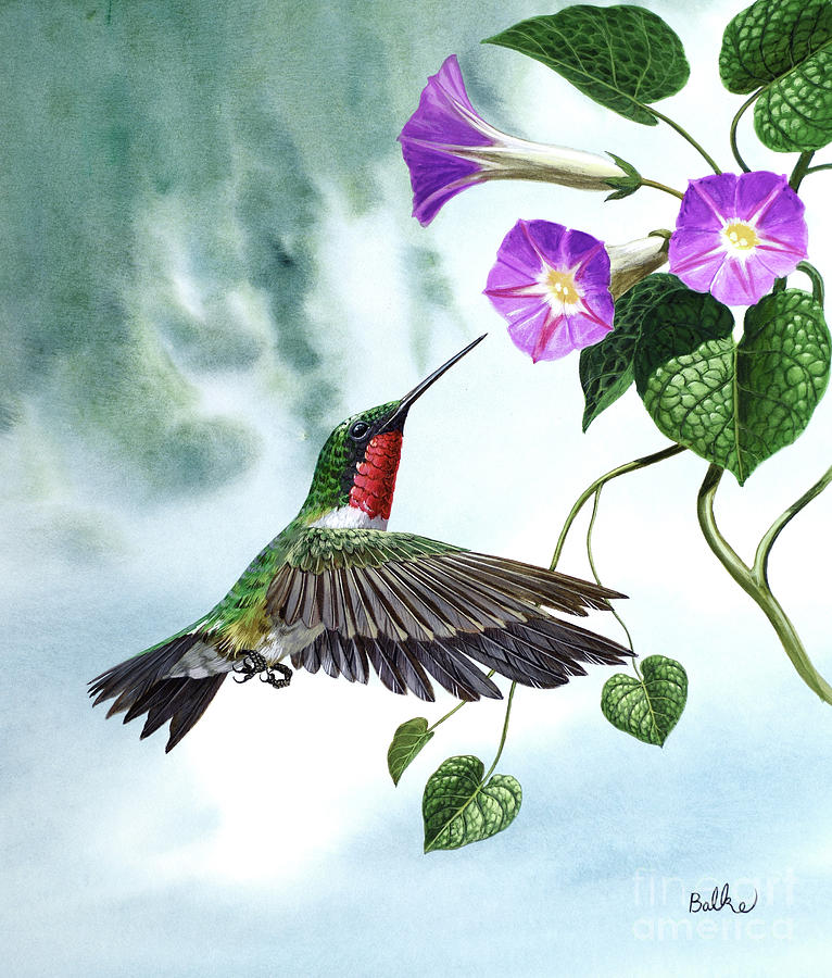 Ruby-Throated Hummingbird Taking Nectar From Flowers I Painting by Don Balke