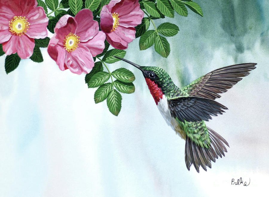 Ruby-Throated Hummingbird Taking Nectar From Flowers II Painting by Don Balke