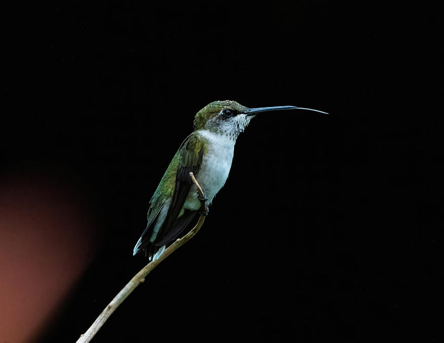 Ruby-Throated Hummingbird - Tongue Out  Photograph by Chad Meyer