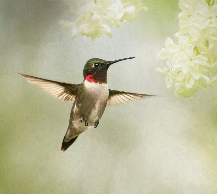 Ruby Throated Hummingbird Photograph by Tracy Munson