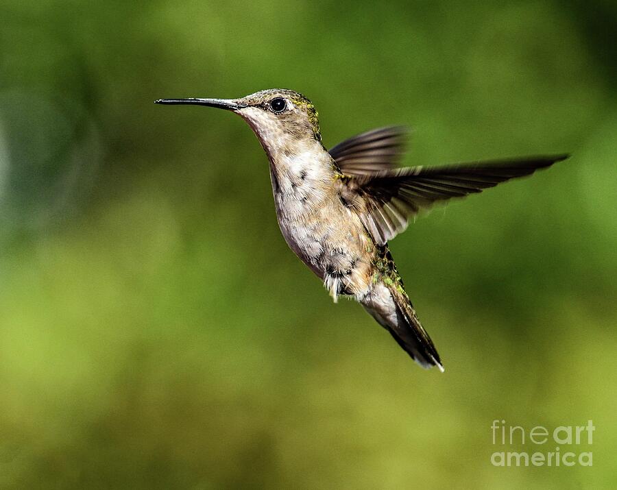 Juvenile Ruby-throated Hummingbird Tucking Its Feet In Tight Photograph
