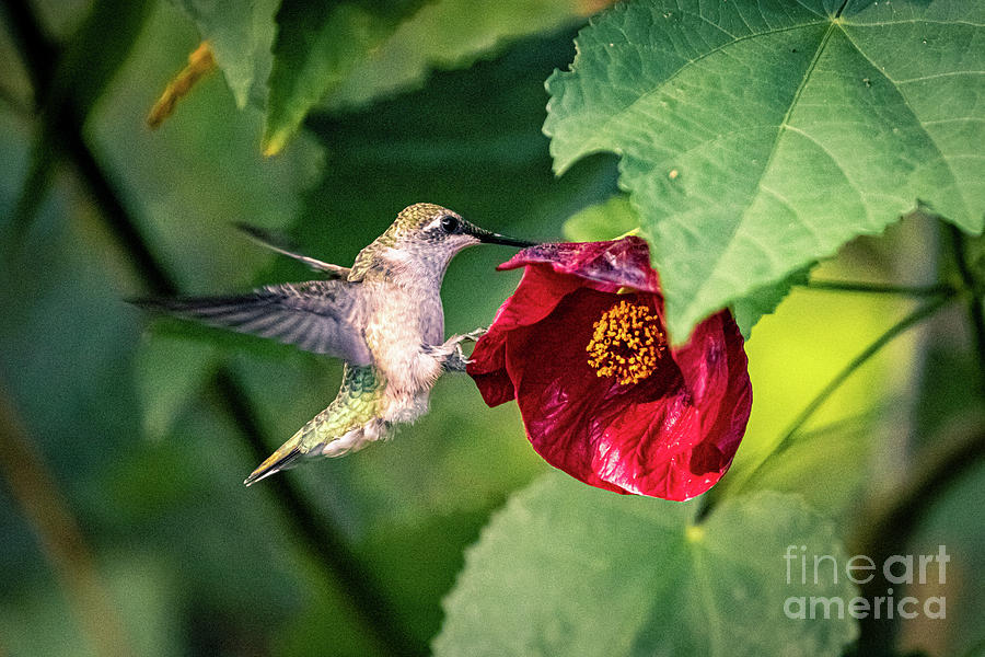 Ruby-throated Hummingbird With Flowering Maple. Photograph