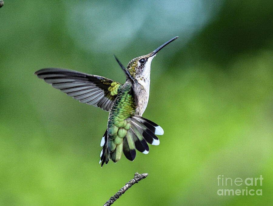 Ruby-throated Hummingbird With Perfect Form Photograph