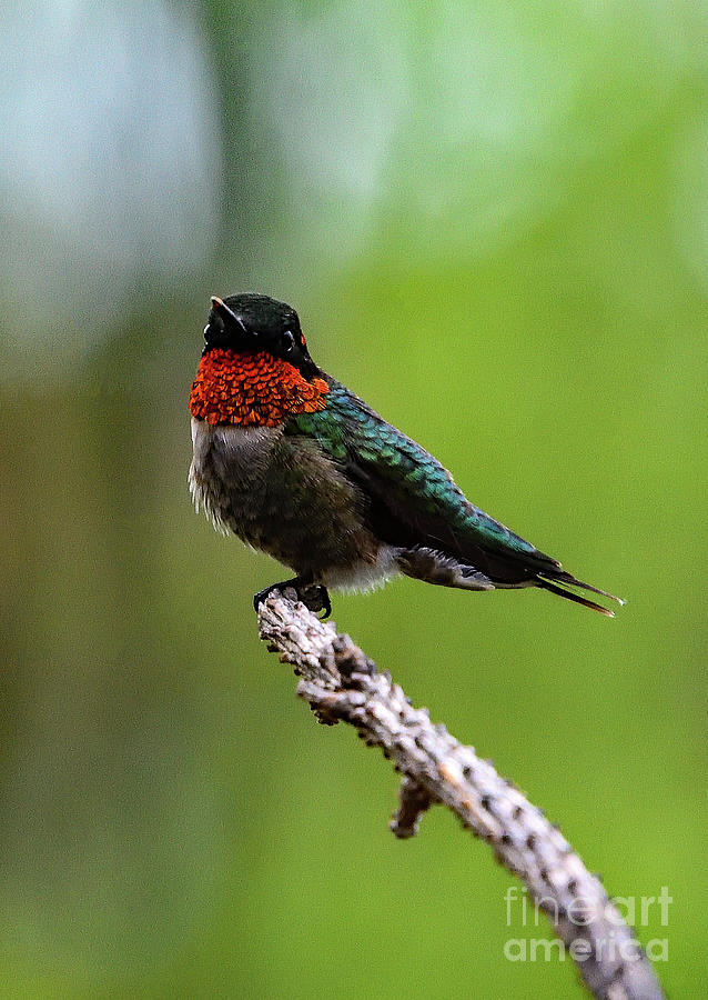 Ruby-throated Hummingbird With Red Spot Behind Eye Photograph