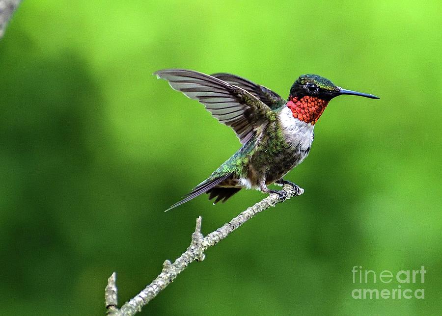 Ruby-throated Hummingbird With Stretched Wings Photograph