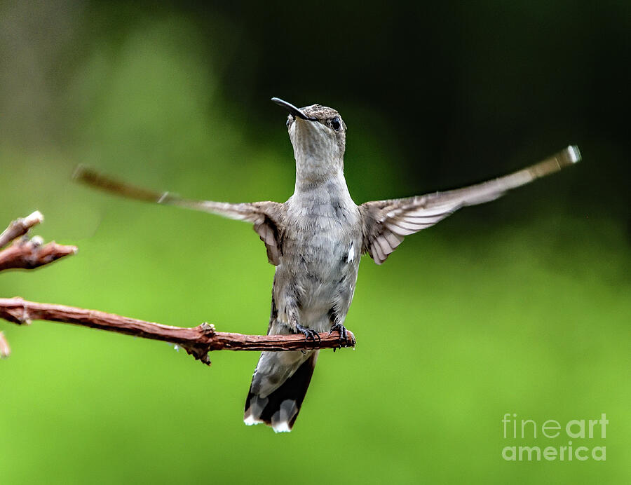 Ruby-throated Hummingbird With Wings Spread Wide Photograph