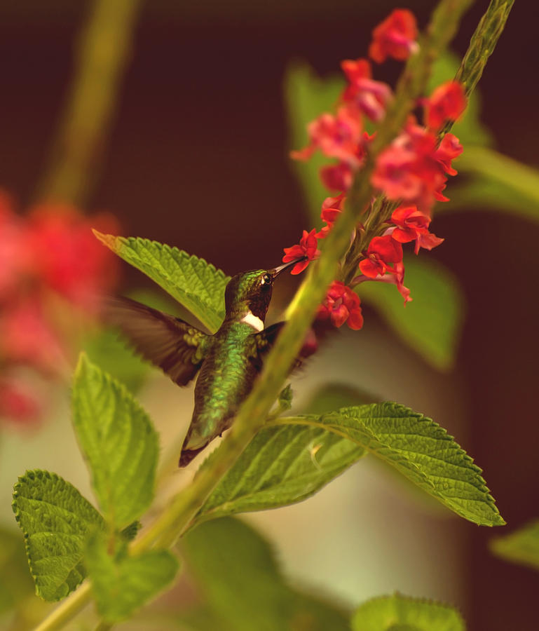 Hummingbird Photograph - Ruby-throated hummingbird  by Zina Stromberg