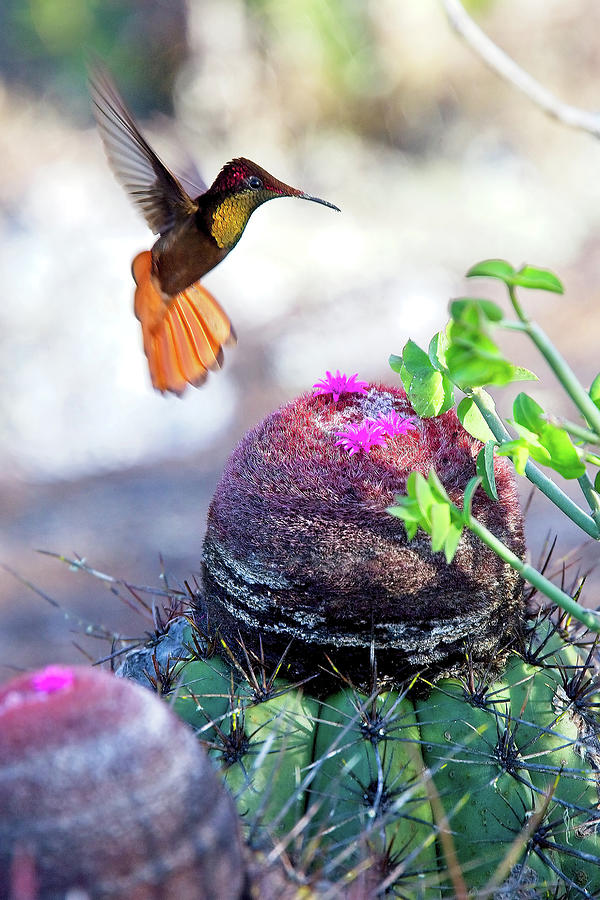 Ruby-topaz Hummingbird, Brazil Photograph by Tony Mills