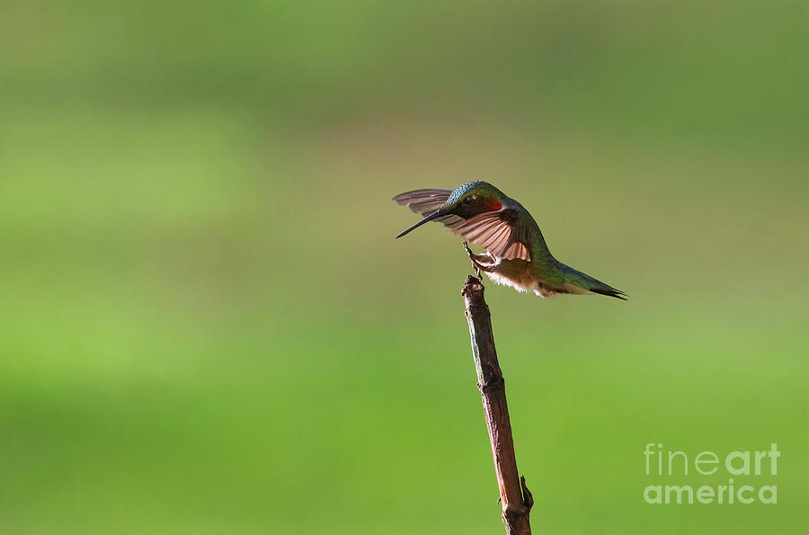 Rubythroat Hummingbird Landing Photograph