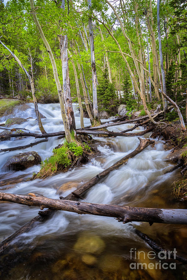 Ruching Creeks in Rocky Mountain National Park Photograph by Ronda Kimbrow