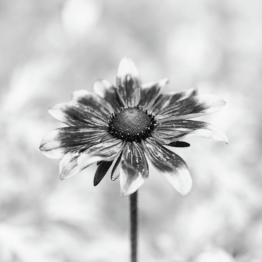 Rudbeckia Black And White Glow Photograph by Tanya C Smith