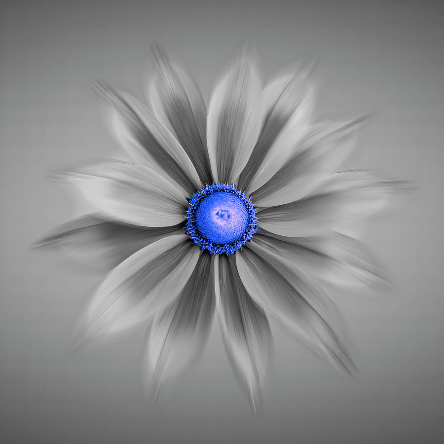 Rudbeckia Blossom Irish Eyes - Selective Color Blue Photograph by Patti Deters