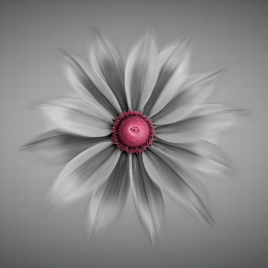 Rudbeckia Blossom Irish Eyes - Selective Color Red Photograph by Patti Deters