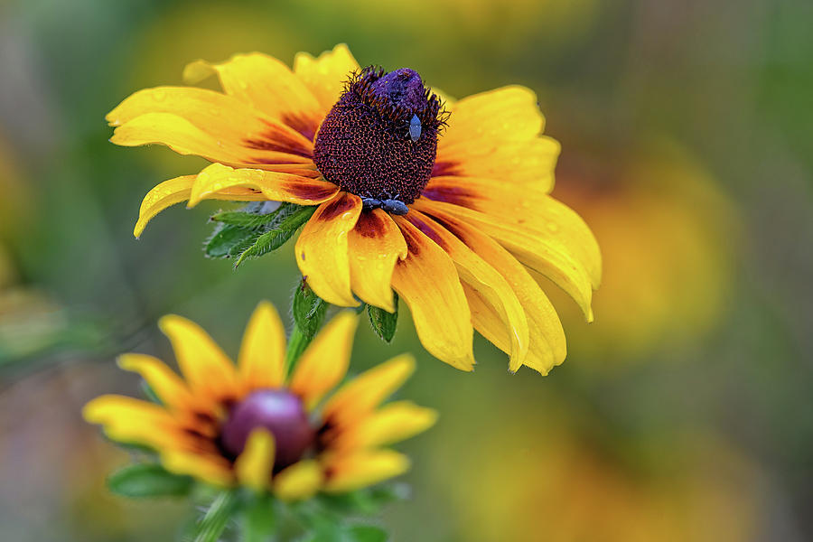 Rudbeckia By Any Other Name Photograph